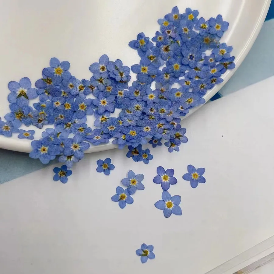 Dried Flower Bookmark - Fleur de Myosotis sylvatica (Oubli-moi-tout) séchée
