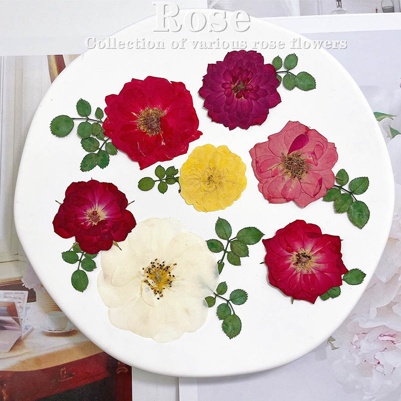 Dried Flower Bookmark - 60 pièces pressées séchées rouge jaune