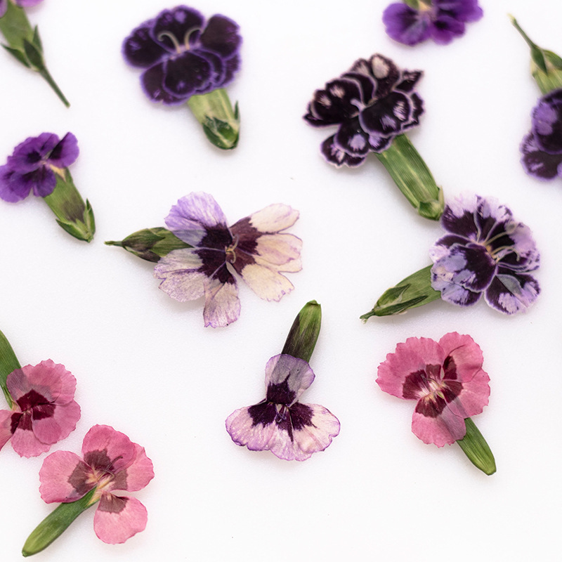 Dried Flower Bookmark - 24 pièces, Fleurs de Dianthus séchées