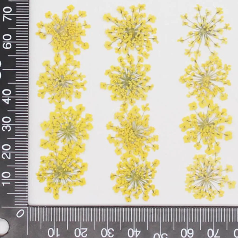 60 pièces pressées séchées 20- - Dried Flower Bookmark avis et prix