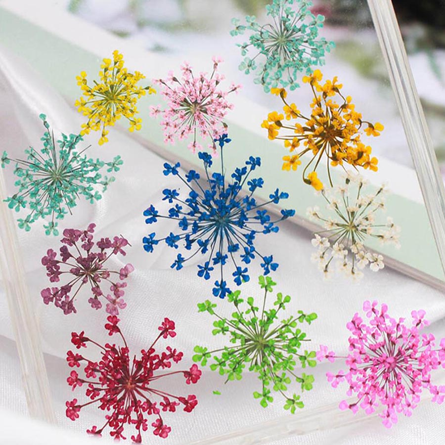 Fleurs séchées Ammi Majus, pla - Dried Flower Bookmark avis et prix