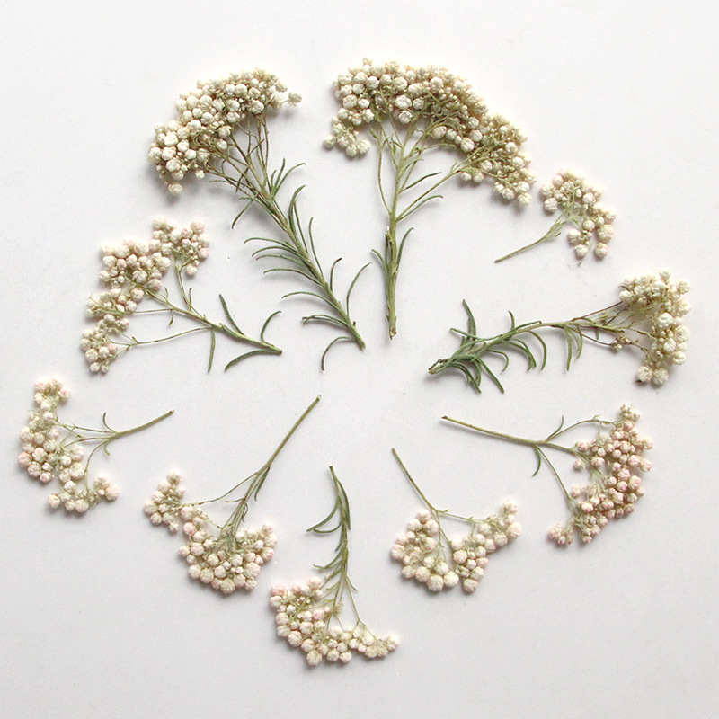 12 pièces, Branches de fleurs  - Dried Flower Bookmark avis et prix