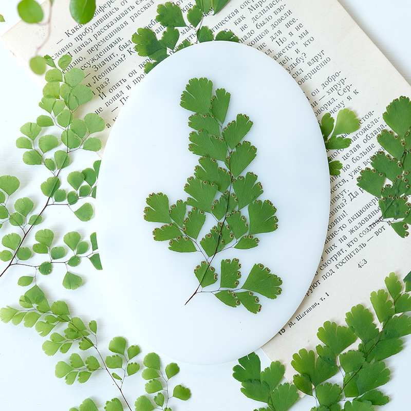 60 pièces de feuilles de fougè - Dried Flower Bookmark avis et prix
