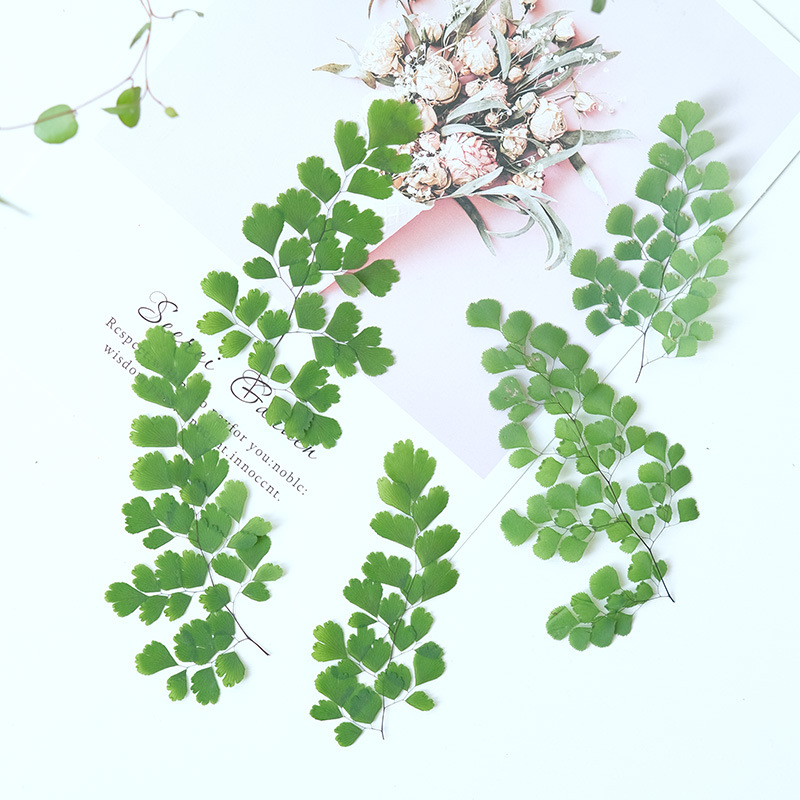 60 pièces de feuilles de fougè - Dried Flower Bookmark avis et prix