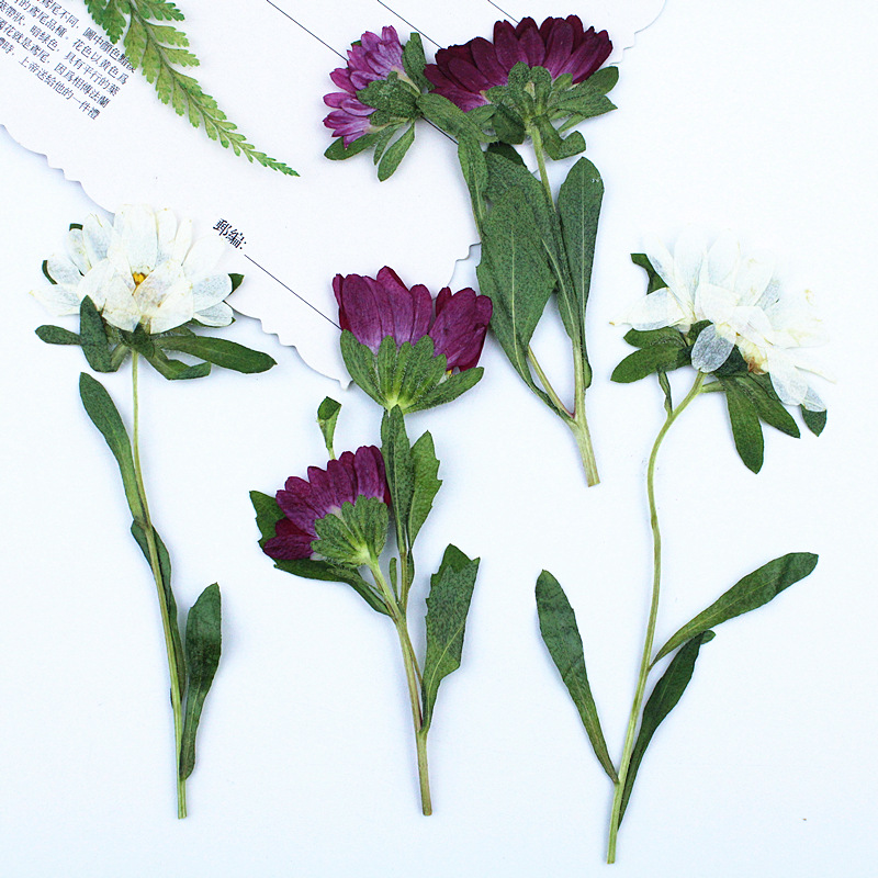 24 pièces, mini chrysanthèmes  - Dried Flower Bookmark avis et prix