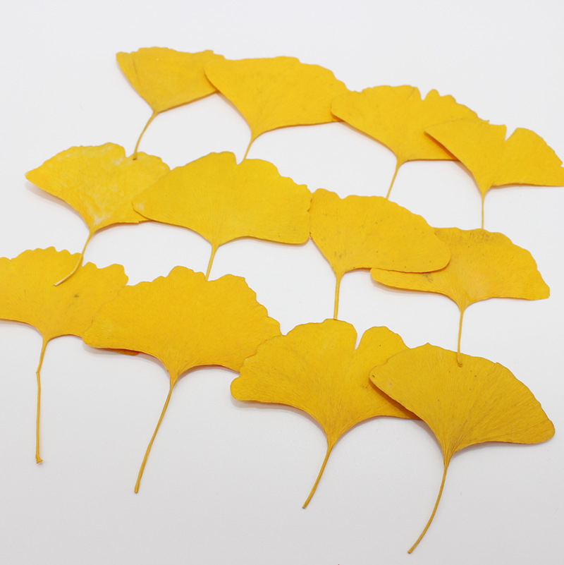 60 feuilles de Ginkgo Biloba p - Dried Flower Bookmark avis et prix